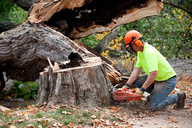 Best Stump Grinding and Removal  in Melrose, MA