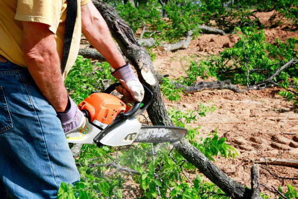 Reliable Melrose, MA Tree Care Services Solutions